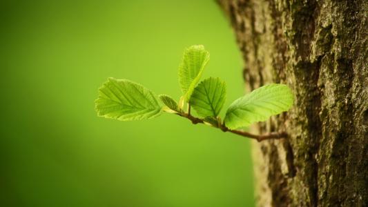 葉面積測量儀的使用有什么注意點？