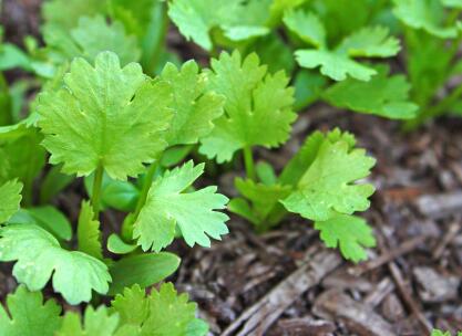 為什么要研究植物冠層，需要用到什么儀器？