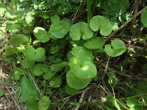 葉綠素儀實現(xiàn)作物科學(xué)種植