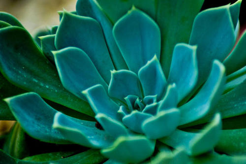 植物冠層分析儀 植物冠層分析儀