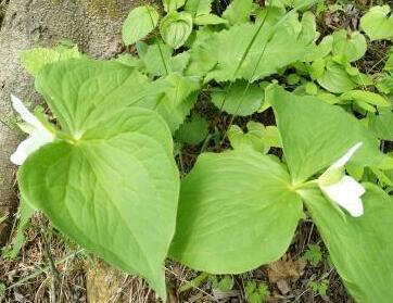 葉面積測(cè)定儀 葉面積測(cè)定儀