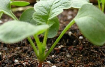 植物營(yíng)養(yǎng)診斷儀 植物營(yíng)養(yǎng)診斷儀