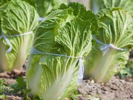 葉綠素測(cè)定儀