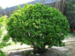 植物營養(yǎng)檢測(cè)儀提升作物生長(zhǎng)條件