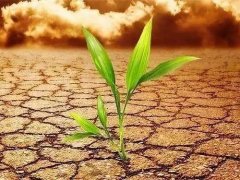 葉面積測定儀會不會破壞植物葉片？